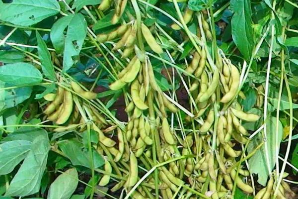 安豆6271大豆种子介绍，适宜播期为6月上中旬