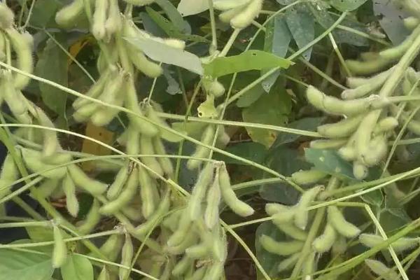 菏育10号大豆种子简介，适宜播期为6月10～25日