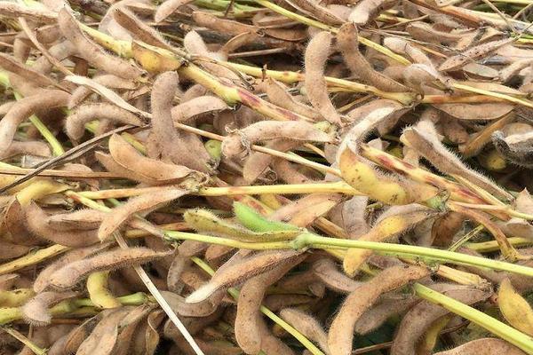 菏育10号大豆种子简介，适宜播期为6月10～25日