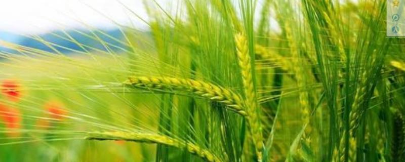 阳光728小麦品种的特性，每亩适宜基本苗16～18万