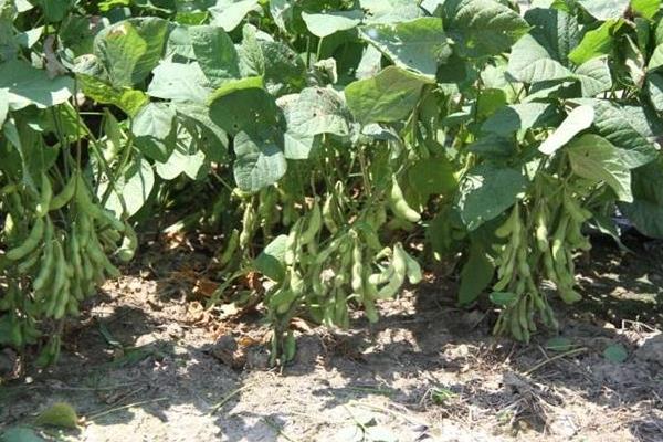 许科豆1号大豆种子特征特性，普通型夏大豆品种
