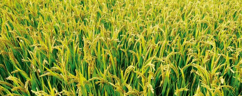 天源85S水稻种子介绍，在武汉4月中旬至6月下旬播种