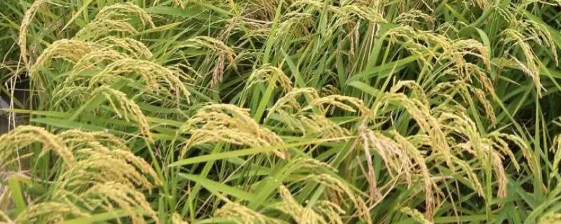 荃9优117水稻种子简介，播种前宜用咪鲜胺浸种