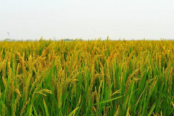 荃9优117水稻种子简介，播种前宜用咪鲜胺浸种
