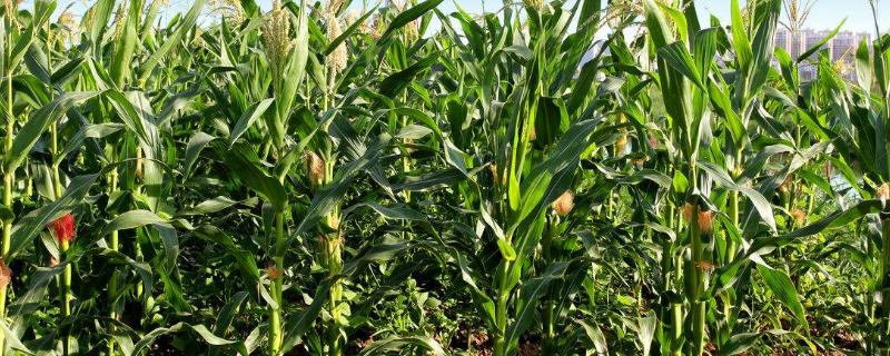 泉兴668玉米种简介，适宜密度为每亩4000株左右