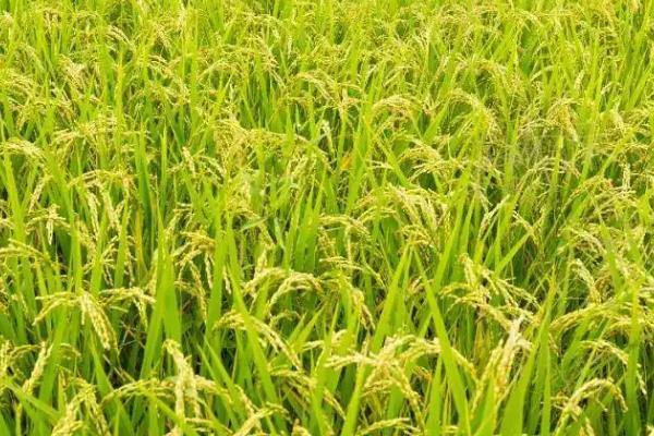 景圻优1936水稻品种简介，每亩有效穗数16.4万