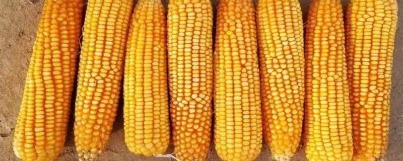奥星611玉米种子特点，春播平均生育期136.4天