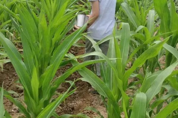 京科316玉米种子特点，密度4500株/亩左右