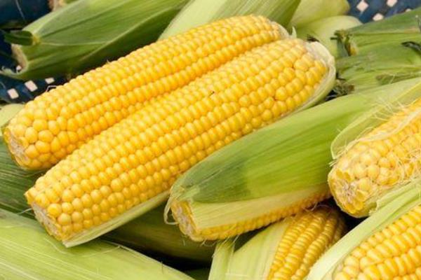 雷赛530玉米种子特征特性，密度5000株/亩左右