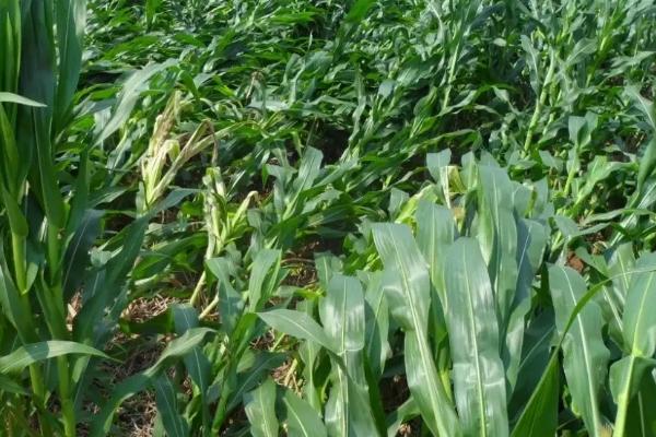 Z658玉米品种简介，适宜播种期4月下旬至5月上旬