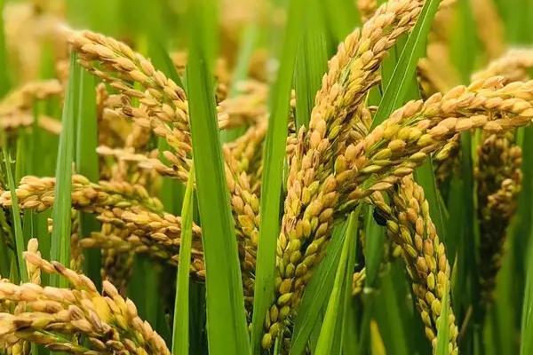 泰荣1号水稻种子简介，中抗稻瘟病