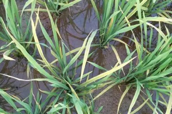 川康优618水稻品种的特性，秧田播种量亩10—15千克