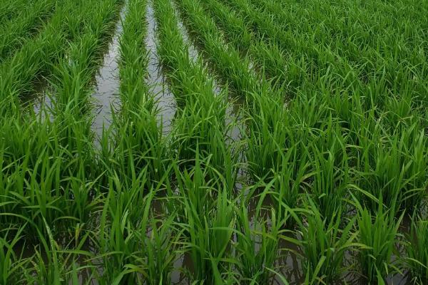 川康优618水稻品种的特性，秧田播种量亩10—15千克