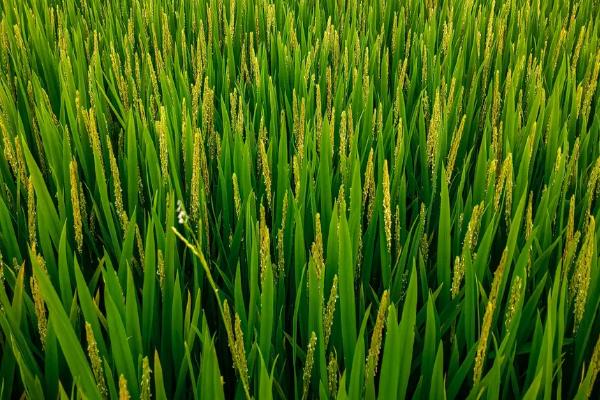 贵优336水稻种子特点，全生育期115.8天