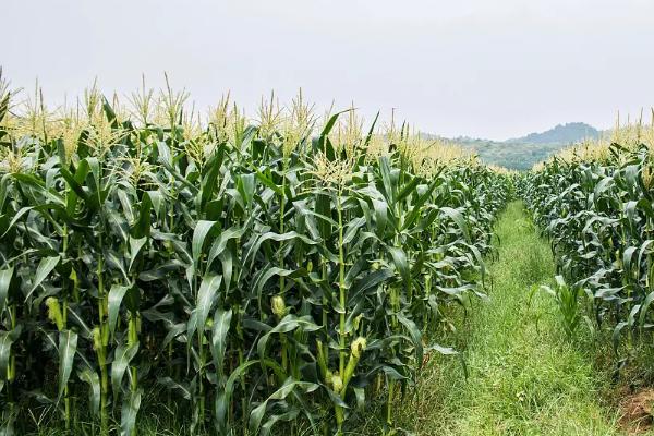 育玉315玉米种简介，密度4500—5000株/亩