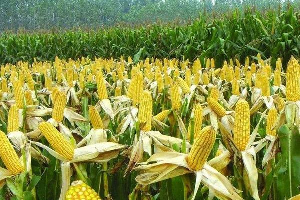 登海2183玉米品种简介，密度4500株/亩左右