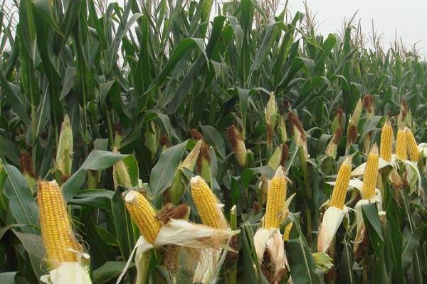 登海1868玉米种简介，密度4500株/亩左右