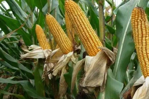 ZL537玉米品种的特性，注意防治南方锈病和瘤黑粉病