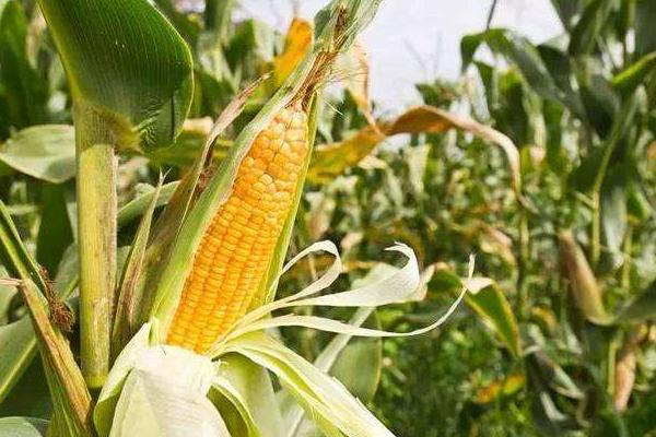 雷赛526玉米品种的特性，适宜播4月下旬至5月上旬播种