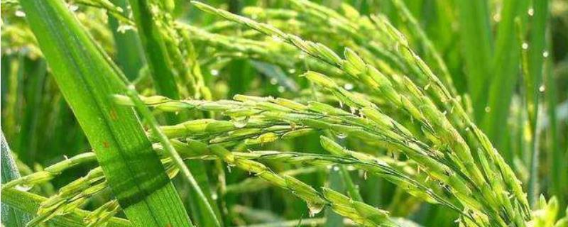 钰香优美禾（区试名称：贵丰优790）水稻品种的特性，秧田亩播种量13~15千克