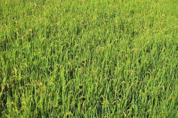 庆林15水稻种简介，4月中旬播种
