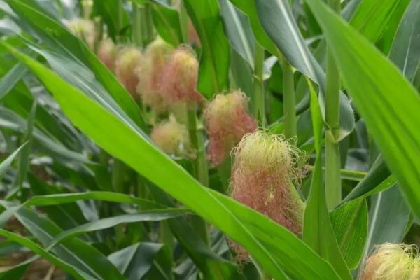 鹏诚357玉米种简介，在适应区5月5日左右播种