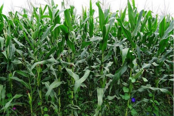 龙塔1108玉米种子简介，种植密度不宜过大