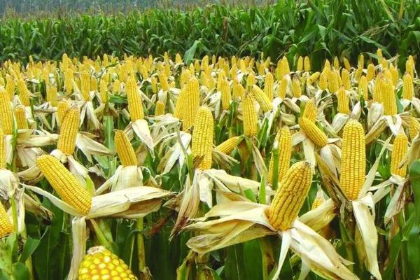 瑞福尔11玉米种子特征特性，种植密度不宜过大