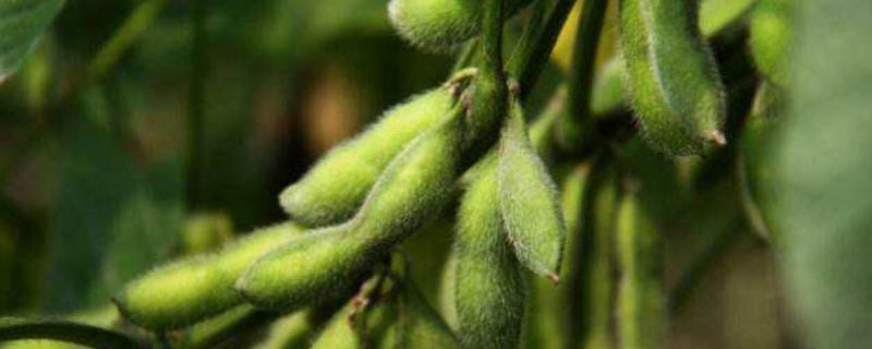 圣豆59大豆种简介，在适应区5月中旬播种
