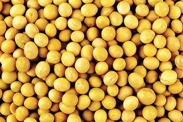 圣豆59大豆种简介，在适应区5月中旬播种