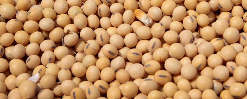 金杉10号大豆种子特征特性，生育期间及时中耕管理
