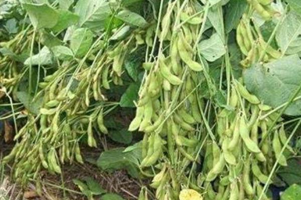 大地6号大豆种简介，生育期间及时中耕管理