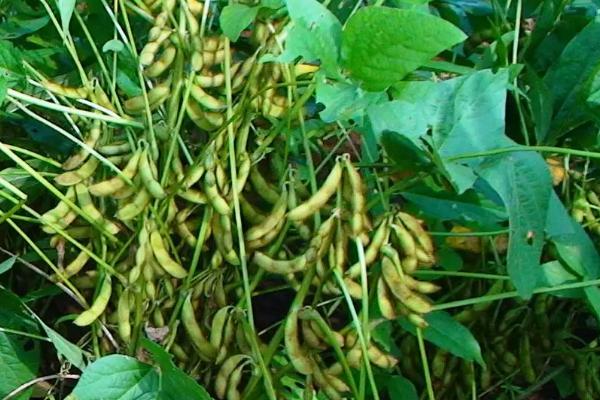 星农豆6号大豆种简介，该品种亚有限结荚习性
