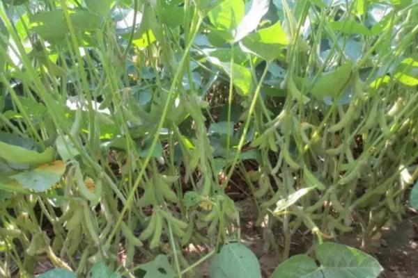 星农豆6号大豆种简介，该品种亚有限结荚习性