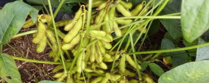 科合202大豆品种简介，在适应区5月上旬播种