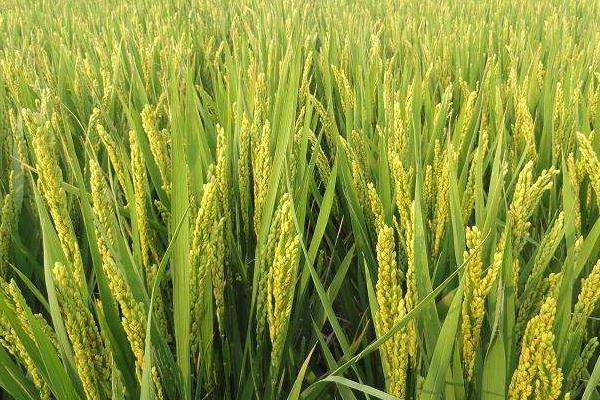 龙盾1849水稻种子简介，在适应区播种期4月15日