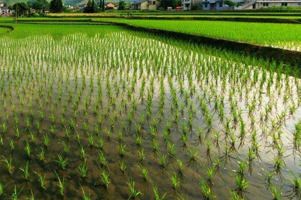 普粳1号水稻种子介绍，香稻品种
