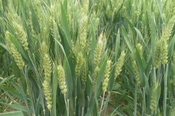 苏麦198小麦种子特点，适期播种每亩基本苗15万左右