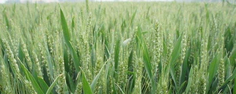 扬麦35小麦种子介绍，适期播种每亩基本苗15万左右