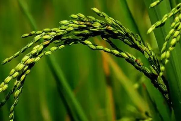 扬粳糯5号水稻品种简介，每亩栽插1.8万穴