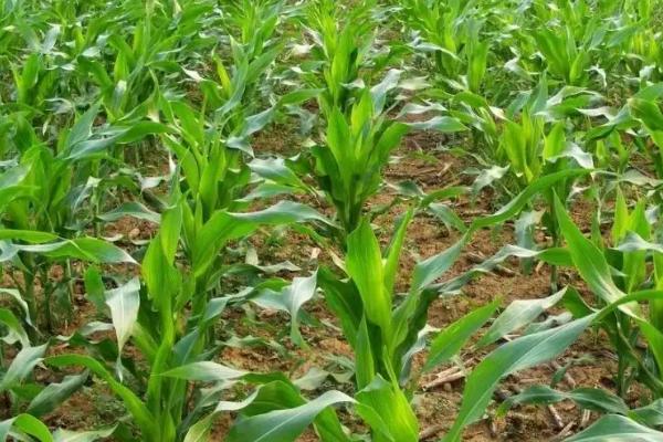 福莱59玉米种子特点，4月下旬－5月上旬开始播种