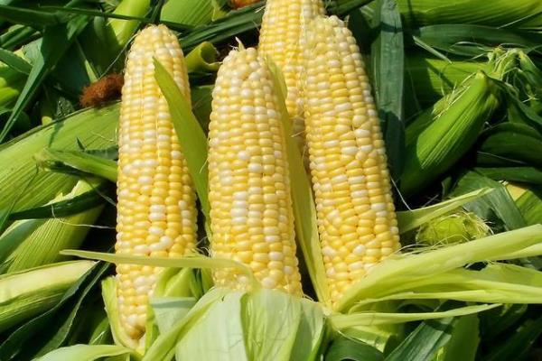 福莱59玉米种子特点，4月下旬－5月上旬开始播种