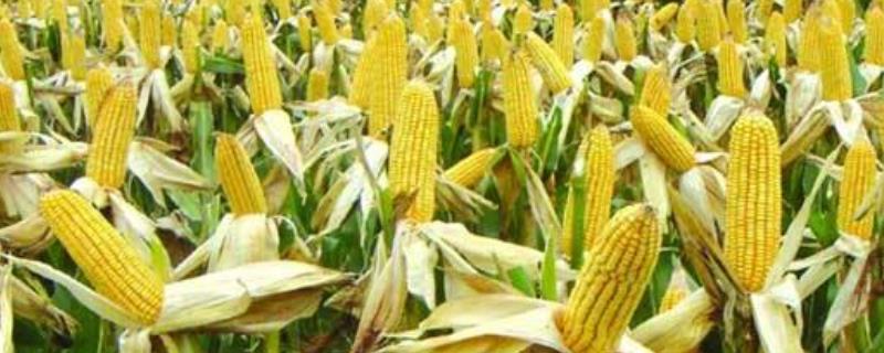 美玉爽甜糯501玉米种子简介，中后期防治玉米螟和蚜虫