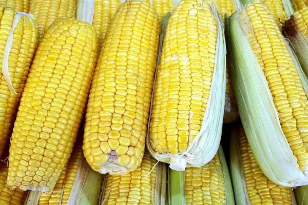 新单88玉米种简介，适宜密度5000株/亩