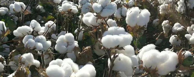 湘K28棉花品种的特性，春播生育期118天