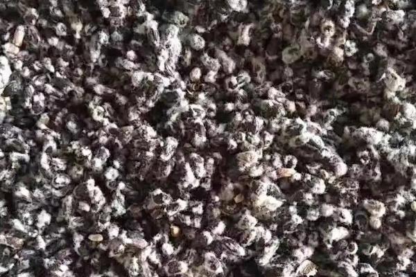 湘K28棉花品种的特性，春播生育期118天