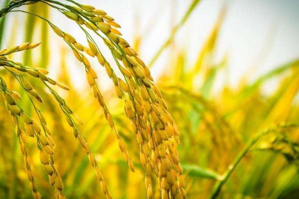 兴两优1257水稻种简介，每亩0万－2万穴