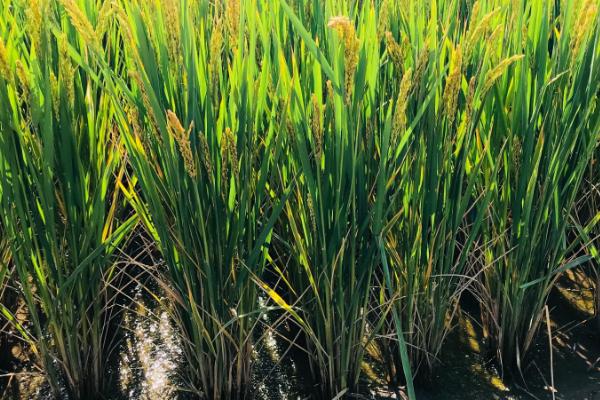 邦两优香占水稻品种的特性，每亩插足基本苗6万以上
