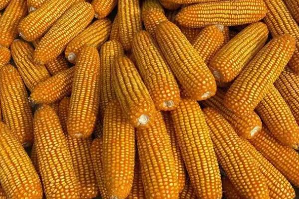 澳甜糯65玉米种子简介，大喇叭口期注意防治玉米螟