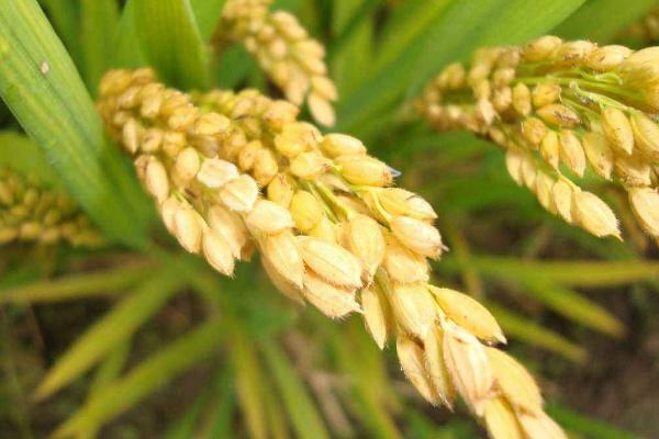荃优60水稻品种的特性，稻瘟病常发区注意加强防治